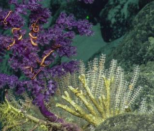 Recent exploration efforts have shown that the region also harbors high-density deep-sea coral and sponge communities. 