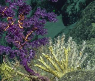 Recent exploration efforts have shown that the region also harbors high-density deep-sea coral and sponge communities.