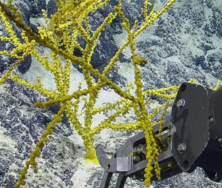 The deep-water areas around Kingman Reef and Palmyra Atoll are within one of the largest marine protected areas in the world, the Pacific Remote Islands Marine National Monument (PRIMNM).