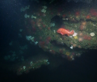 USS Burgara wreck