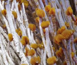 Tube worms