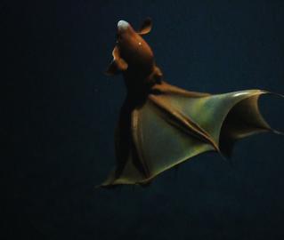 bioluminescent vampire squid