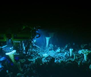 Hercules diving among sponges