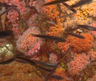 Pilgrim bank coral