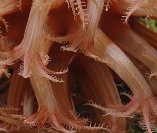 Pink sea creature