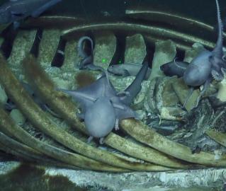 Whale fall