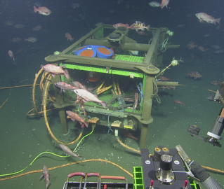 underwater robot