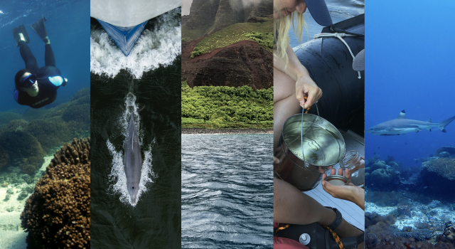 Side by side image collage of a woman diving underwater a dolphin a coastline in Hawaii, multiple peoples hands working on a water sampler and a shark