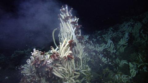 hydrothermal vent creatures