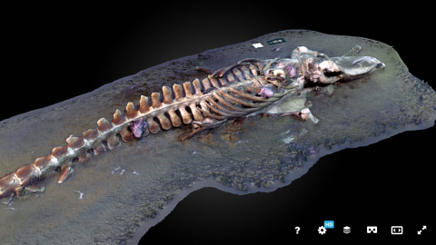 Whale skeleton 3D model