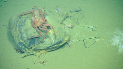 Crab on the seafloor climbing over a trash bag