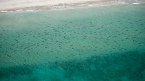 Blacktip Shark Migration