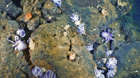 A cluster of brooding octopus linger in the cracks and crevices of Davidson Seamount.