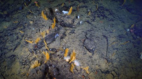 A deep-water coral garden composed of Acanthogorgia sp. sea fans and mushroom corals (Heteropolypus sp.) was identified on the flanks of San Juan Seamount at 880 meters (~2,624 feet).