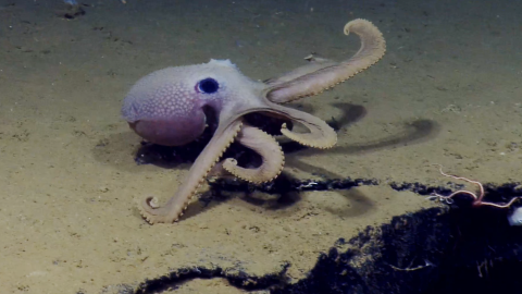 A purple octopus walks on the seafloor