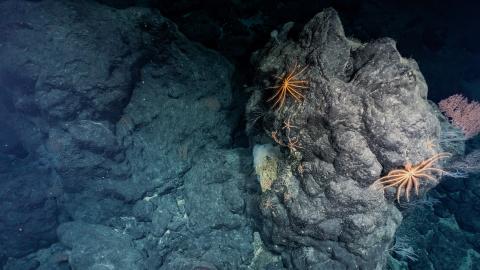 View of a dark basalt slope of a seamount with large boulders and bright orange crinoids climbing on top
