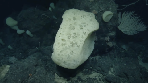Sponges are relatively simple creatures that feed on bacteria and plankton from the sea water flowing through their porous bodies.