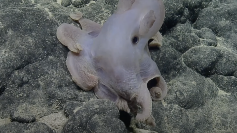 Take a peek into our dive along Unnamed Seamount D near the Chautauqua Seamounts and you’ll see a dumbo octopus, deepsea lizardfish, brightly colored corals, and bioluminescent comb jellies.