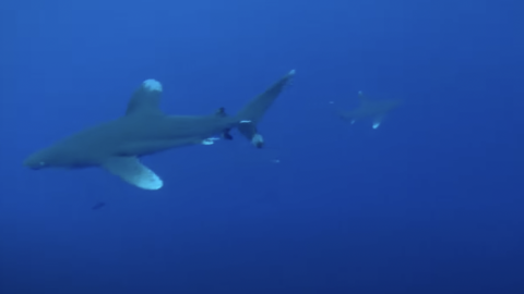 Oceanic Whitetip Sharks