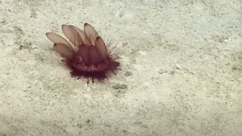 Speedy Sea Urchin Gallops Across the Ocean Floor