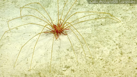 Two orange sea spiders climbing on top of one another against a light yellow sandy seafloor