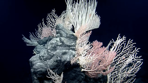 Diverse Coral Communities of King George Seamount 