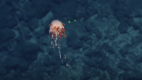 Sea Dandelion(!) and Other Superb Creatures of the Central Pacific |
