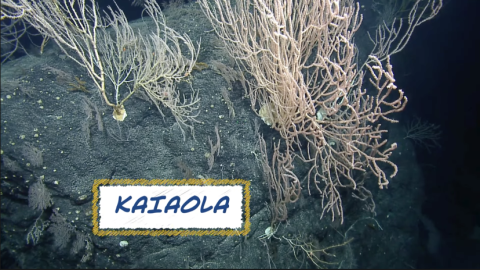 Coral garden with vocabulary word kaiaola overtop
