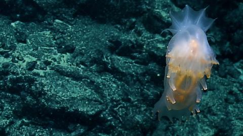 Translucent sea cucumber up close in the ROV camera