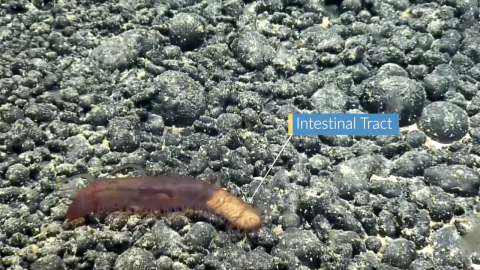Labeled image of a sea cucumber with visible digestive tract on a rocky seafloor
