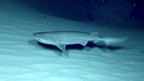 Bluntnose six-gill shark swims over a sandy seafloor