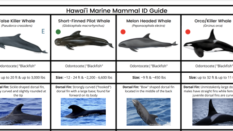 Screeenshot of the marine mammal guide 