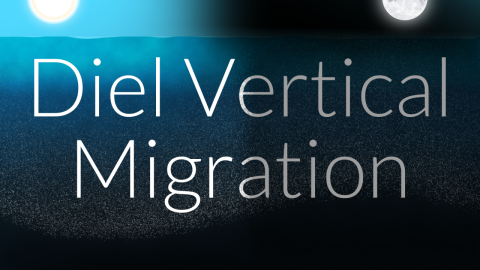 Diel Vertical Migration (Teaching Animation)