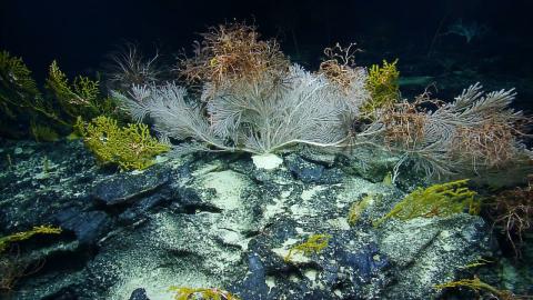 Calyptrophora Coral Colony in US waters near Kingman Reef