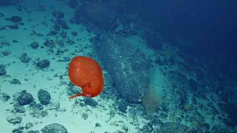 Balloon-Like Bolitaenid Octopus 