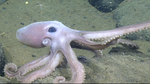 Meet the Animals of Endeavour Hydrothermal Vent Field 