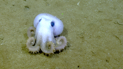 Up Close with a Graneledone Octopus