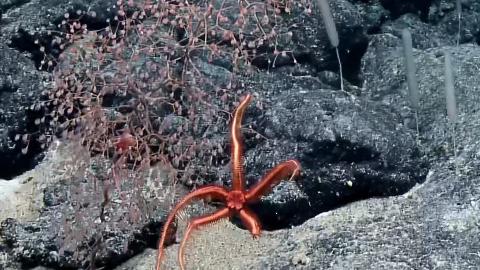 Brittle Star Gymnastics and More Deep Sea Animal Behavior 