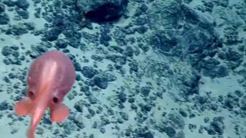 Pink Chaunacops Swims In Front of ROV Hercules
