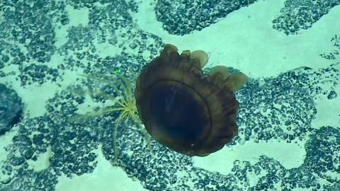 Mysterious Deep Sea Jellyfish Delights Scientists