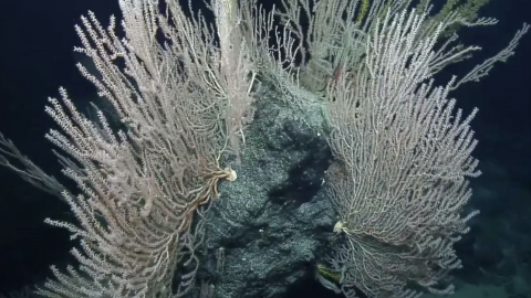 Mega-Compilation of Deep Sea Diversity Near Johnston Atoll