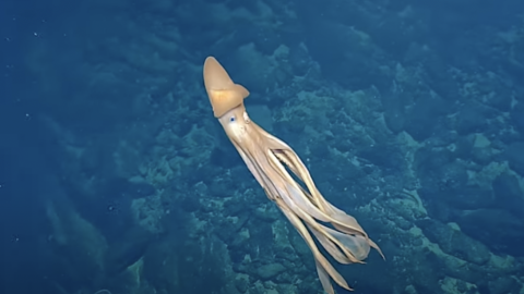 One Seamount, THREE Dumbo Octopus