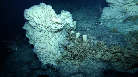Massive Mounding Lophocalyx Deep Sea Sponge 