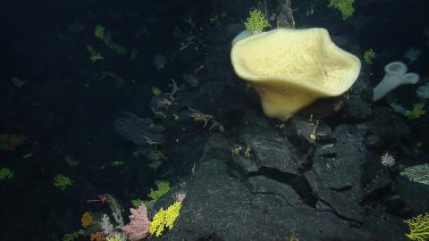 Biodiversity Bonanza in Deep Sea Coral Gardens