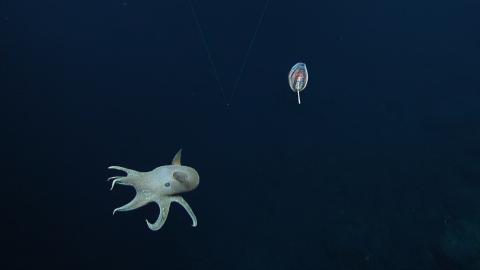 A Diversity of Floating Friends of the Deep Sea