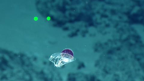 Beautiful Purple Deep Sea Hydromedusa