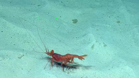 Huge Deep Sea Shrimp “Crawls” Along the Seafloor 