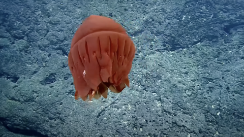 Kupaianaha Orange Jellyfish