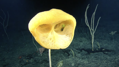Spectacular Sponges of Papahānaumokuākea |