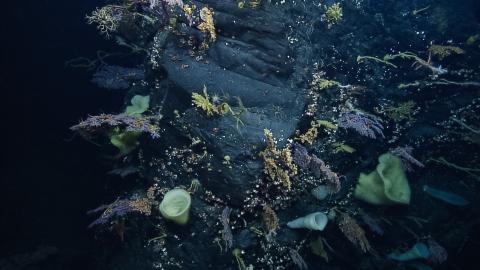 Deep sea seamount face coated with life